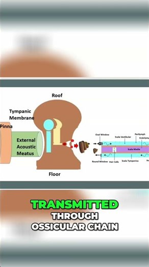 Inner Ear Anatomy: How We Hear Sound Explained #shorts