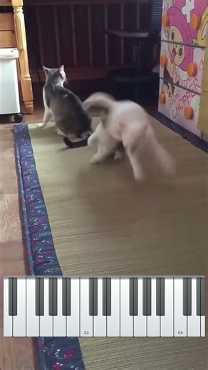 子猫を呼ぶ母猫の声、キーはソm🎹
