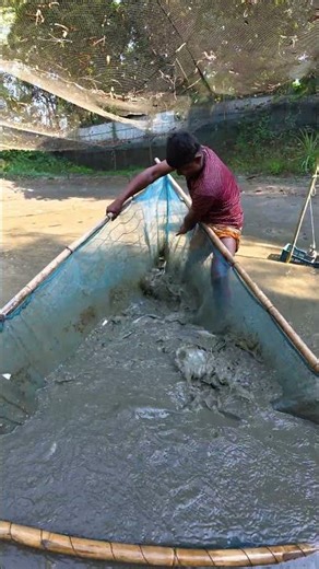 Incredible Mud Fishing! Catching Big Fish in a Drying Pond 🐟 #Fishing #BigFish