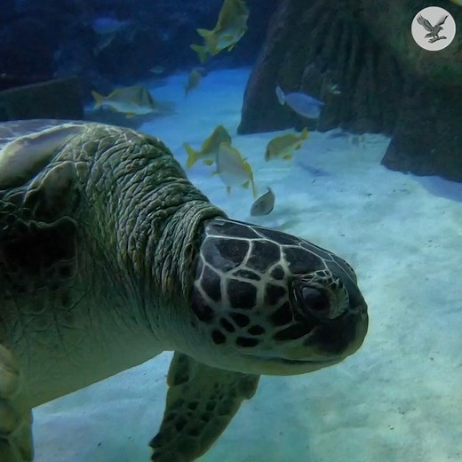 Obese sea turtle put on diet at Manchester aquarium | The Independent