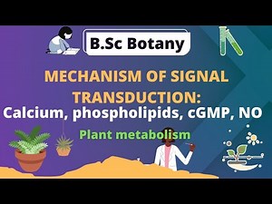 Mechanism of signal transduction: calcium, phospholipids, cGMP, NO || plant metabolism