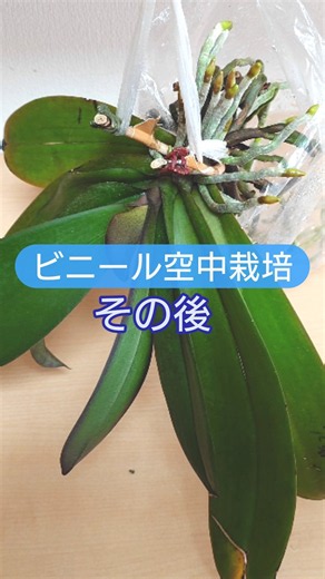 胡蝶蘭ビニール空中栽培の葉が増えて重くなったので半棚置きに