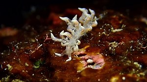 Phyllodesmium poindimiei