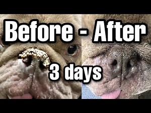 How to fix dry nose (Natural Remedy that Really Works!)