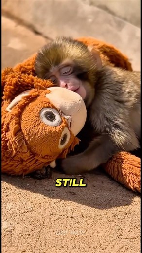 Baby Punch monkey and His Plush Toy Story #monkey #viral