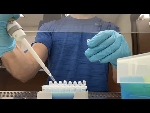 DNA Extraction from Fungal Plate