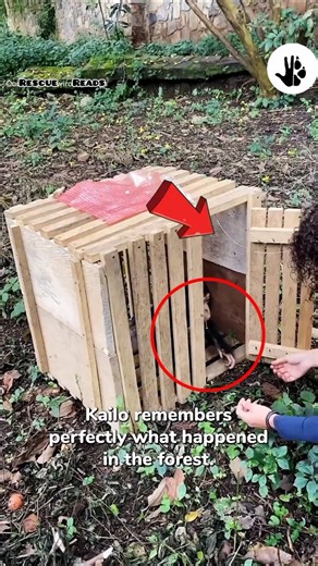 Please save the innocents / Rescue That Cry Millions #animalrescue