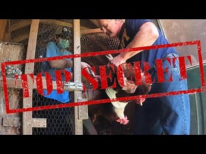 OPERATION CHICKEN SNATCH!