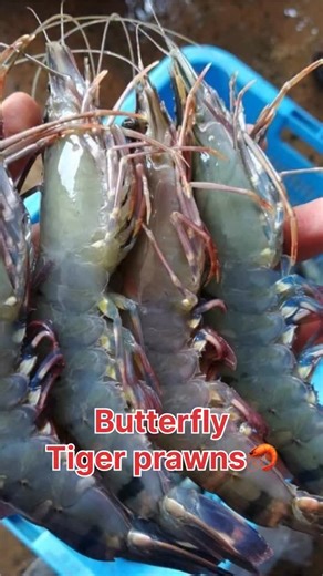 Karthikeyan Selvaraj on Instagram: "How to clean prawns 🦐 #prawn Useful?"