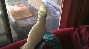 Buttons' Shenanigans | Buttons the Cockatoo