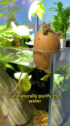 🥔How to grow potatoes in fish tank?🥔 🪢Take a piece of aluminum wire ➰Bend it in half 🔀Twist one end into a tight spiral 🥔Hold the potato in place ➿Twist the other end the same way 🪝Shape both ends into hooks 🐟Hang it on the edge of the tank #farming #planting #farmlife #fishtank #potato | Planting Fever