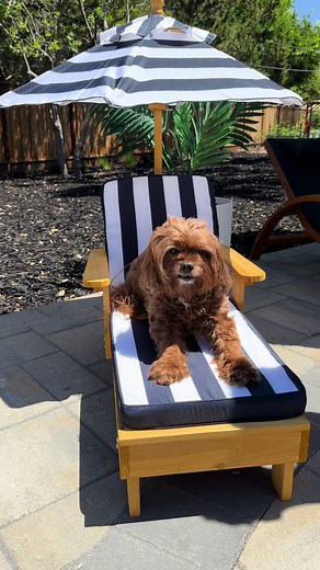 https://urlgeni.us/amzn/petloungerpic Officially the cutest child size backyard lounger you’ve ever seen! Striped cushion & matching umbrella! Perfect for kids or pets! This is a must-have for summer! #amazonhome #homesolutions #petlover #pets