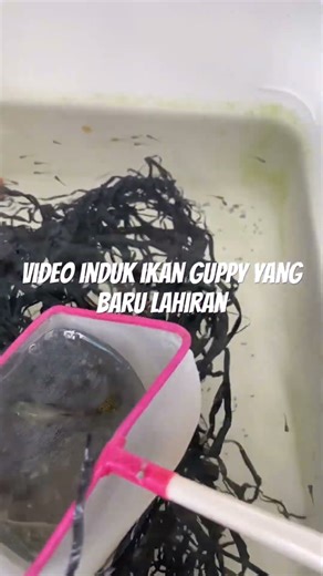 #naruto #sasuke #boruto #anime #mlbb #ikan #aquarium #fishcupang