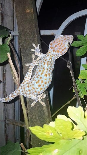 custom gecko enclosure #tacke #lizard