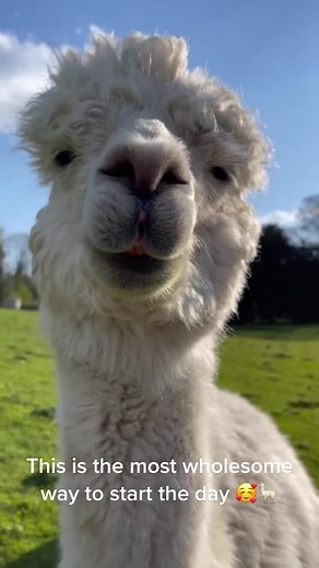 Cuddling Alpacas: A Perfect Start to Your Day!