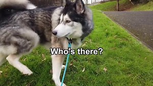 480K views · 10K reactions | I let Key take me for a walk for my birthday and he decided where we went. This walk took longer than usual! | Keyush the Stunt Dog | Facebook