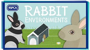 🐰🐰 Rabbits have complex environmental needs and require room to stretch, run, dig, play and stand on their hind legs. This #RabbitAwarenessWeek, watch our guide to creating the pawfect rabbitat, and find out more here: http://bit.ly/2sCCFJZ | RSPCA (England & Wales)