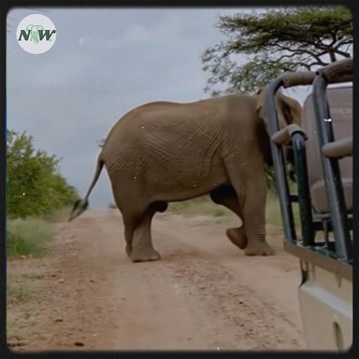 88K views · 8.3K reactions | A heartfelt morning encounter with an elephant chasing a safari jeep in south africa—[Full story in 헰헼헺헺헲헻혁] | I Love Elephants | Facebook