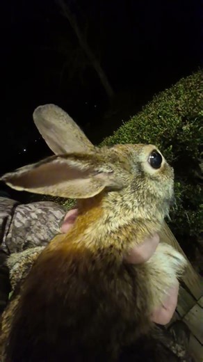 Caught with bare hands! #nature #wildlife #rabbit