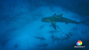 “Their behavior can go from 0 to 100 in a split second.” Who wants to dive-in first? 🦈 Stream #SharkAcademy NOW on discovery : https://links.discoveryplus.com/SharkAcademy | Shark Week