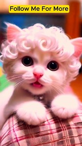 So Cute Neko 😍 😂 . . . . . #cutekittycat #catsofinstagram #cat #newyork #usa #usareels #USAToday #lovestory #cats #jenniferlopez #alexandradaddario #AngelinaJolie #MeganFox #margotrobbie #chrisevans #ChristianBale #AnneHathway #BrieLarson #ScarlettJohansson #elizabetholsen #JenniferLopez #JenniferAniston #JenniferLawrence #priyankachopra #KristenStewart #HaileeSteinfeld #emiliaclarke #galgadot #wonderwoman #DC #mcu #MeganFox #kyliejenner #kimkardashian #kendalljenner❤️❤️❤️ | Neko Purrs