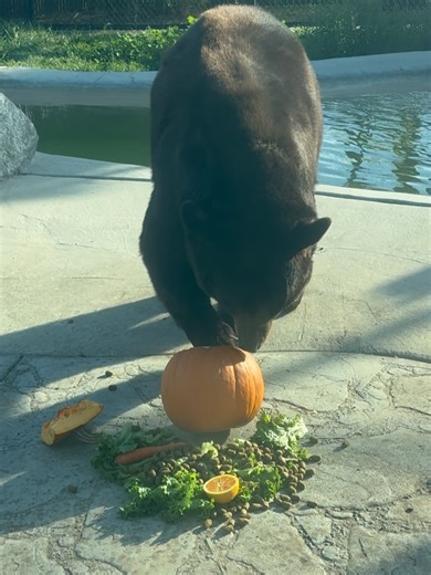 Monterey Zoo & Vision Quest on Reels