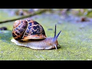 Panasonic LUMIX DMC-FZ1000 Video Recordings! (4K)