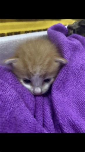 找领养，免费 #小奶橘 #奶猫 #糟糕这只小猫咪谁顶得住啊