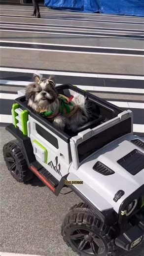 Cute Shih Tzu Driving a Toy Car! 🚗🐶 | Funny Dog Video