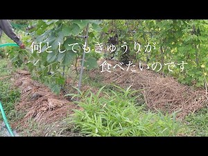 Self-sufficiency vlog|Happiness and fun to find in daily life|I made a cute pumpkin gratin