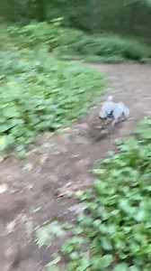 Here’s video of Lola the morning. Zoomies and digging: Living her best life! | Janice Dean