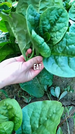 4.4K views · 4.8K reactions | Fix 10 Common Deficiencies with Simple Foods | Gopurehealth | Facebook