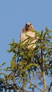 2.4M views · 10K reactions | A Red-tailed Hawk responding with a shriek to his assailants  #birdsounds #birdcalls #redtailedhawk | Navarre Marshall | Facebook