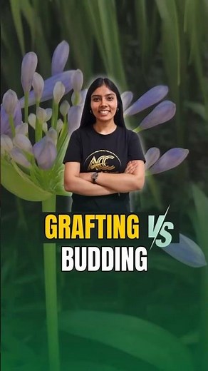 || Grafting v/s Budding ||