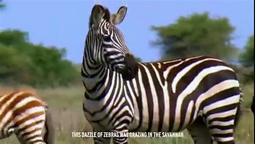 Zebra's Guts Ripped Apart By Hyenas