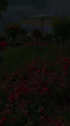 #pretty roses garden | I love roses and followers