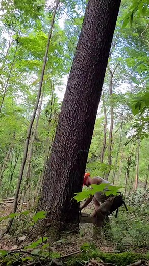 #loggingislife #sthil462 #wvloggers