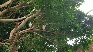 55 reactions · 3 comments | #DidYouKnow White-crested Laughingthrushes sing to secure their territory and maintain social bonds? One singing bird is often joined by several others for an energetic group performance! #BirdFact | National Aviary | Facebook