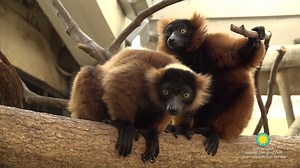 Red-ruffed lemur Molly is one of our favorite characters at the Small Mammal House, and she's a great mom! We think she would make Molly Weasley proud. #HarryPotter20 | Smithsonian’s National Zoo and Conservation Biology Institute