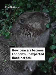 Beavers Solve London Flooding: Ealing Beaver Project Success