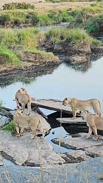 Lionesses Crossing 🦁🦁🦁 #Wildlife #Safari