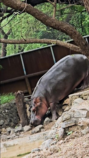 The Hippo’s Water Kingdom | Power and Majesty of the Hippopotamus | Hippopotamus Water Showdown