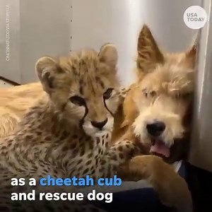 11K views · 20 reactions | Fur-ever friends: a cheetah cub and dog cuddle during a sleepover at a zoo. | USA TODAY Video | Facebook