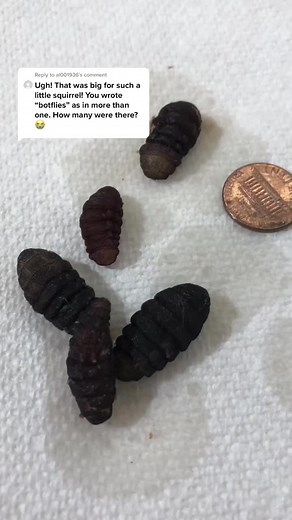 Botfly Larvae Removal from Eastern Gray Squirrel