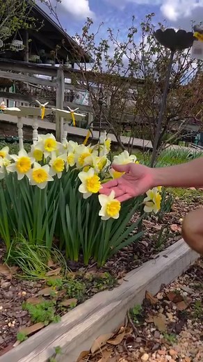 4.6K views · 304 reactions | The daffodils are finally blooming! Here is a look into the early blooming spring bulbs. #daffodils #bulbs #grapehyacinth #hyacinth #narcissus | Petals From The Past | Facebook