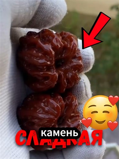 Почему собаки годами играют с орехами?