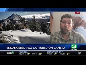 Rare Sierra Nevada fox spotted in Lassen Volcanic National Park