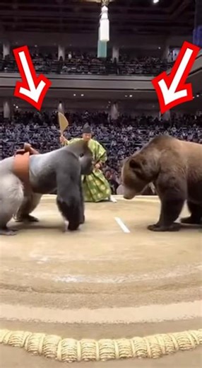 Bear vs Gorilla