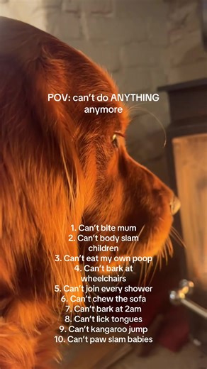 Christmas has been so boring #goldenretriever #goldenirish #dogpack