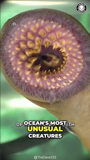 Lamprey: Living Fossils With Sucker Mouths and Sharp Teeth
